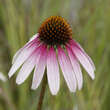 Echinacea purpuera 'Pretty Parasols' (Synonym 'Engeltje'): Bild 4/4