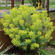 Euphorbia characias wulfenii: Bild 12/13