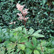 Rodgersia aesculifolia: Bild 1/4