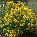 Hypericum perforatum - Johanniskraut