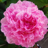 Paeonia lactifl. 'The Fawn' - Pfingstrose