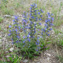 Echium vulgare - Gewöhnlicher Natternkopf