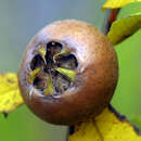 Mespilus germanica 'Nottingham' - Mispel