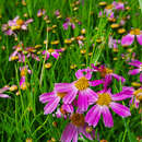 Coreopsis rosea 'American Dream' - Rosa Mädchenauge