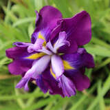 Iris ensata 'Blueberry Pie' - Japanische Sumpfschwertlilie