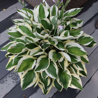 Hosta 'Patriot'