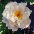 Paeonia lactiflora 'Gardenia': Bild 2/4