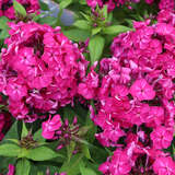 Phlox paniculata 'Purple Star' - Hoher Gartenphlox