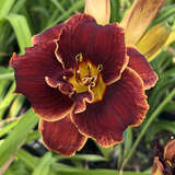 Hemerocallis 'Night Embers' - Taglilie