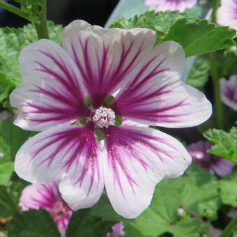 Malva orientalis 'Zebrina'