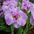 Iris sibirica 'Pink Parfait': Bild 1/2