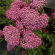 Achillea millef. 'New Vintage Violet': Bild 2/5