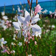 Gaura lindheimeri 'Whirling Butterflies': Bild 4/10