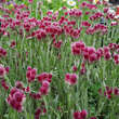 Antennaria dioica 'Rotes Wunder': Bild 3/4