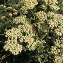 Achillea millefolium 'Anthea' - Schafgarbe