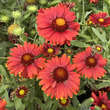 Gaillardia 'Red Shades': Bild 2/2