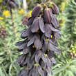 Fritillaria persica 'Adiyaman': Bild 7/8