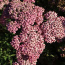 Achillea millefolium  'New Vintage Rose' - Schafgarbe