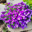 Aubrieta 'Hamburger Stadtpark': Bild 6/6