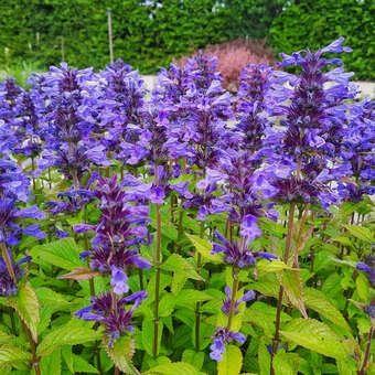 Nepeta nervosa 'Neptun'