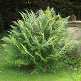 Dryopteris filix-mas - Heimischer Wurmfarn