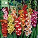 Gladiolus Hybr. - Schmetterling Gladiolen Mischung