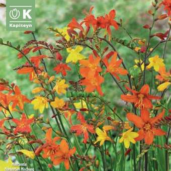 Crocosmia × crocosmiiflora