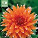 Dahlia Hybr.Color Spectacle - Kaktus Dahlie