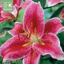 Lilium Orien.Merostar - Lilie