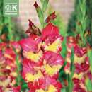 Gladiolus Hybr.Ron Park - Gladiole