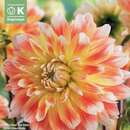 Dahlia Hybr.Peaches and Cream - Riesen Schmuck Dahlie