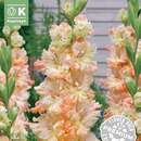 Gladiolus Hybr.Great Queen Elisabeth - Gladiole