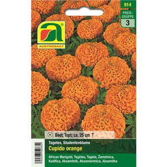 Tagetes, Studentenblume "Cupido orange"