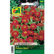 Zinnien "Profusion Cherry": Bild 1/2