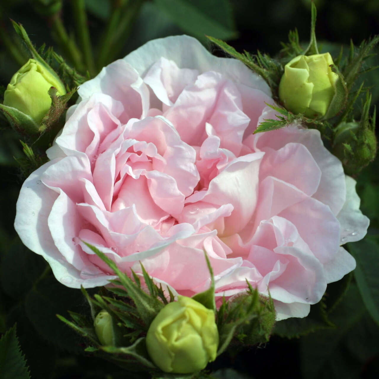 Historische Strauchrose Rose Maidens Blush Alba Rosa