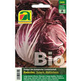 Radicchio BIO "Palla rossa 3" - Radicchio BIO "Palla rossa 3"