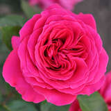 Rose 'Erzherzog Franz Ferdinand' - Moderne Edelrose