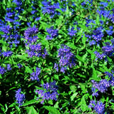 Caryopteris clandonensis 'Kew Blue' - Bartblume