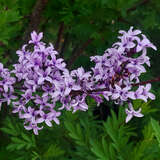 Syringa protolaciniata - Geschlitztblättriger Flieder