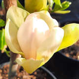 Magnolia 'Sunsation' - Gelbe Magnolie