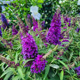 Buddleja davidii 'Butterfly Candy Little Purple' - Zwerg-Sommerflieder