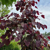 Cercis canadensis 'Ruby Falls' - Roter Hänge-Judasbaum