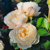 Rose 'William and Catherine' - Englische Strauchrose