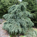 Cedrus deodara 'Bushes Electra' - Blaue Himalajazeder