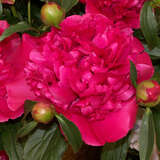 Paeonia lactiflora 'General McMahon' - Pfingstrose
