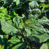 Morus alba 'Mulle' - Zwerg-Maulbeere