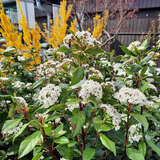 Viburnum tinus - Lorbeer-Schneeball