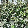 Elaeagnus ebbingei: Bild 1/6