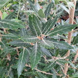 Quercus kewensis - Wintergrüne Eiche