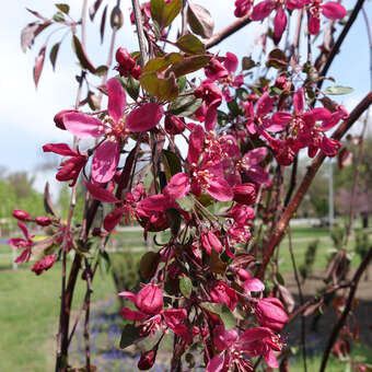 Malus 'Royal Beauty'